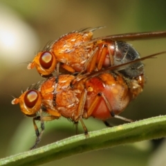 Lauxaniidae (family) at Acton, ACT - 18 Oct 2018