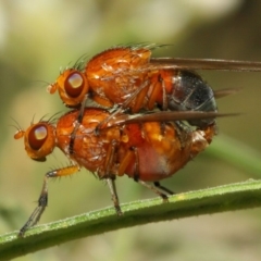 Lauxaniidae (family) at Acton, ACT - 18 Oct 2018