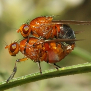 Lauxaniidae (family) at Acton, ACT - 18 Oct 2018