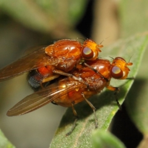 Lauxaniidae (family) at Acton, ACT - 18 Oct 2018 02:16 PM