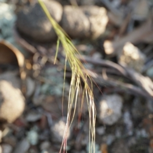 Austrostipa scabra at Gundaroo, NSW - 18 Oct 2018