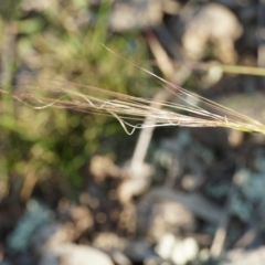 Austrostipa scabra at Gundaroo, NSW - 18 Oct 2018