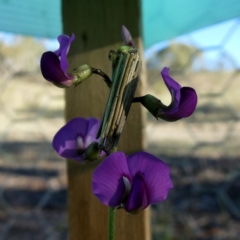 Clania lewinii (Lewin's case moth) at Googong, NSW - 18 Oct 2018 by Wandiyali