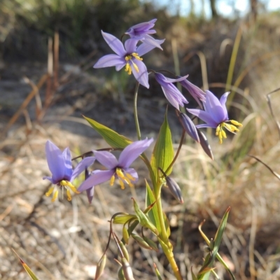Stypandra glauca (Nodding Blue Lily) at Tralee, NSW - 7 Oct 2018 by MichaelBedingfield