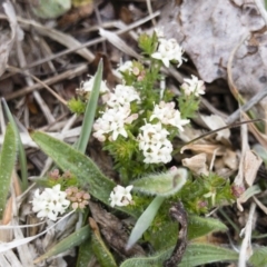 Asperula conferta (Common Woodruff) at Michelago, NSW - 14 Oct 2018 by Illilanga