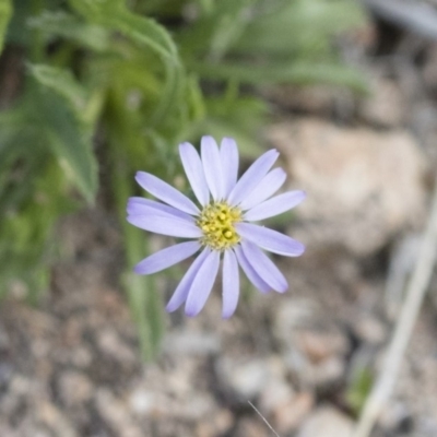 Vittadinia muelleri (Narrow-leafed New Holland Daisy) at Michelago, NSW - 13 Oct 2018 by Illilanga