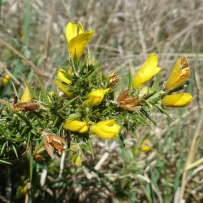 Ulex europaeus (Gorse) at Kaleen, ACT - 18 Oct 2018 by RWPurdie