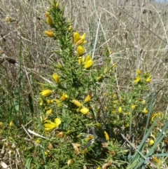 Ulex europaeus at Kaleen, ACT - 19 Oct 2018 12:00 AM