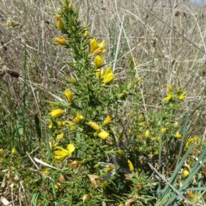 Ulex europaeus at Kaleen, ACT - 19 Oct 2018 12:00 AM