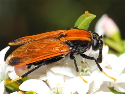 Pelecorhynchus fulvus (Orange cap-nosed fly) at Acton, ACT - 18 Oct 2018 by TimL