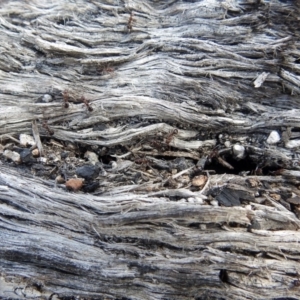 Papyrius nitidus at Paddys River, ACT - suppressed