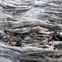 Papyrius nitidus at Paddys River, ACT - suppressed