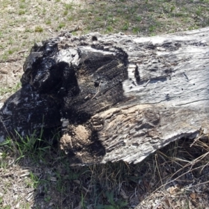 Papyrius nitidus at Paddys River, ACT - suppressed