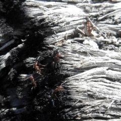 Papyrius nitidus at Paddys River, ACT - suppressed