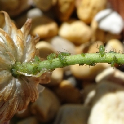 Aphididae (family) (Unidentified aphid) at Reid, ACT - 19 Oct 2018 by JanetRussell