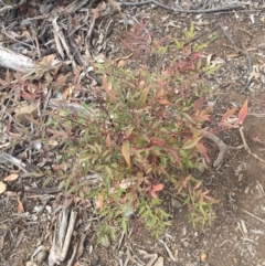 Nandina domestica (Sacred Bamboo) at Ainslie, ACT - 14 Oct 2018 by WalterEgo