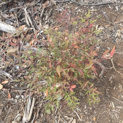 Nandina domestica (Sacred Bamboo) at Ainslie, ACT - 13 Oct 2018 by WalterEgo