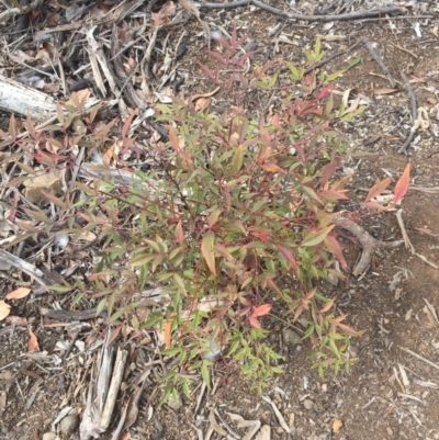 Nandina domestica (Sacred Bamboo) at Ainslie, ACT - 14 Oct 2018 by WalterEgo