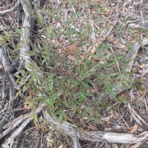 Nandina domestica at Ainslie, ACT - 14 Oct 2018 10:30 AM