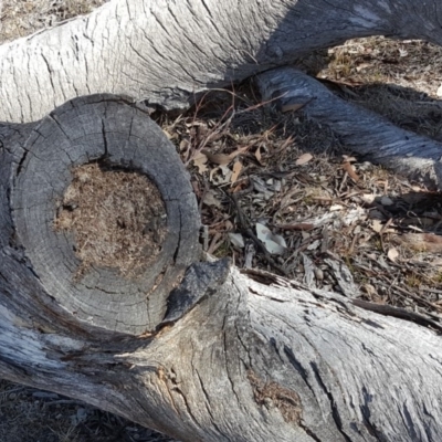 Papyrius nitidus (Shining Coconut Ant) at Symonston, ACT - 19 Oct 2018 by Mike