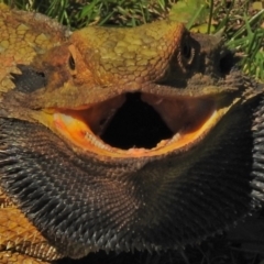 Pogona barbata (Eastern Bearded Dragon) at Acton, ACT - 19 Oct 2018 by JohnBundock