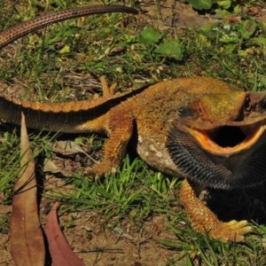 Pogona barbata at Acton, ACT - 19 Oct 2018