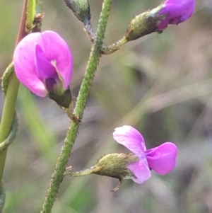 Glycine clandestina at Acton, ACT - 19 Oct 2018 12:00 AM