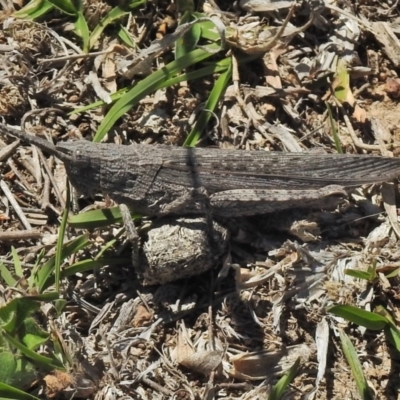 Coryphistes ruricola (Bark-mimicking Grasshopper) at Aranda Bushland - 19 Oct 2018 by JohnBundock