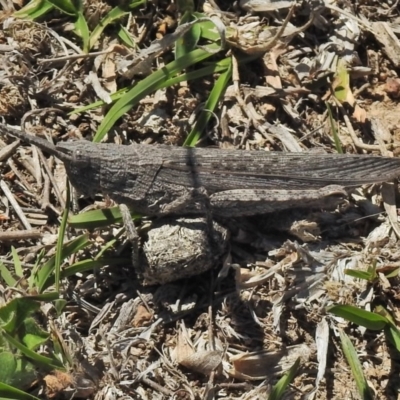 Coryphistes ruricola (Bark-mimicking Grasshopper) at Molonglo Valley, ACT - 19 Oct 2018 by JohnBundock