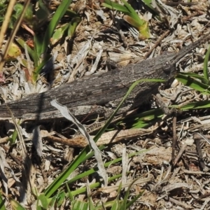 Coryphistes ruricola at Molonglo Valley, ACT - 19 Oct 2018