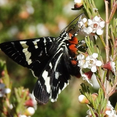 Phalaenoides glycinae (Grapevine Moth) at ANBG - 18 Oct 2018 by JohnBundock