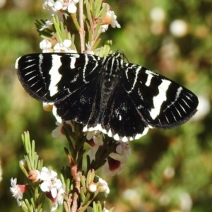 Phalaenoides glycinae at Acton, ACT - 19 Oct 2018 08:50 AM