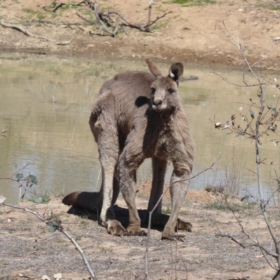 Macropus giganteus (Eastern Grey Kangaroo) at Symonston, ACT - 19 Oct 2018 by Christine