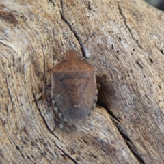 Dictyotus conspicuus (A shield or stink bug) at Symonston, ACT - 19 Oct 2018 by Christine