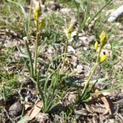 Bulbine bulbosa (Golden Lily, Bulbine Lily) at Jerrabomberra, ACT - 19 Oct 2018 by Christine