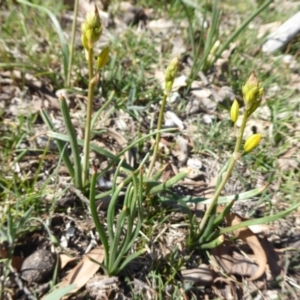 Bulbine bulbosa at Jerrabomberra, ACT - 19 Oct 2018