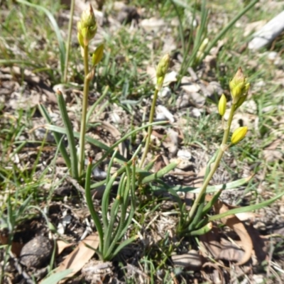 Bulbine bulbosa (Golden Lily, Bulbine Lily) at Jerrabomberra, ACT - 19 Oct 2018 by Christine