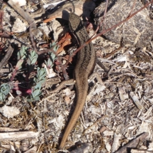 Morethia boulengeri at Jerrabomberra, ACT - 19 Oct 2018