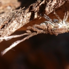 Platybrachys sp. (genus) at Ainslie, ACT - 19 Oct 2018 04:12 PM