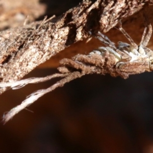 Platybrachys sp. (genus) at Ainslie, ACT - 19 Oct 2018 04:12 PM