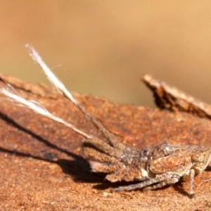 Platybrachys sp. (genus) at Ainslie, ACT - 19 Oct 2018 04:12 PM