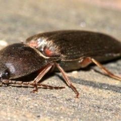 Monocrepidus sp. (genus) (Click beetle) at Ainslie, ACT - 16 Oct 2018 by jbromilow50