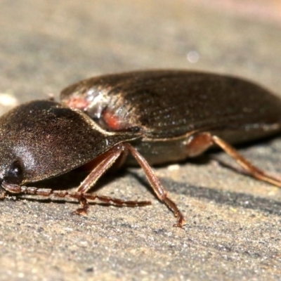 Monocrepidus (genus) (Click beetle) at Ainslie, ACT - 16 Oct 2018 by jb2602