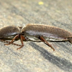 Monocrepidius (genus) at Ainslie, ACT - 16 Oct 2018 10:30 PM