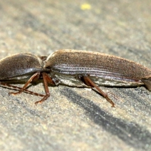 Monocrepidius (genus) at Ainslie, ACT - 16 Oct 2018 10:30 PM