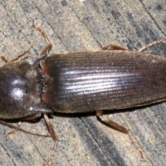 Monocrepidius (genus) at Ainslie, ACT - 16 Oct 2018 10:30 PM