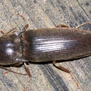 Monocrepidius (genus) at Ainslie, ACT - 16 Oct 2018 10:30 PM