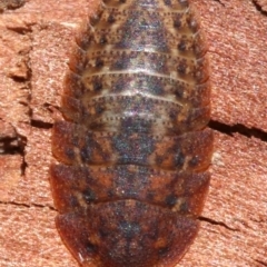 Molytria sp. (genus) at Ainslie, ACT - 16 Oct 2018