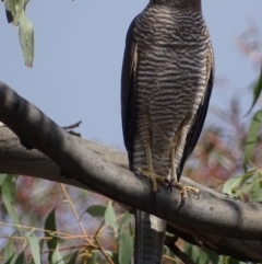 Accipiter fasciatus (Brown Goshawk) at Garran, ACT - 18 Oct 2018 by roymcd