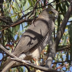 Tachyspiza fasciata at Garran, ACT - 18 Oct 2018